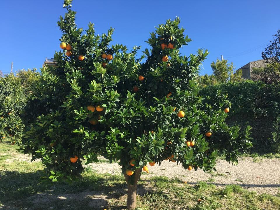Tenuta Lanza Il Mulino Acquaviva Platani Extérieur photo